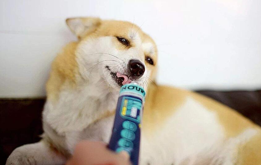 高蛋白低脂营养膏宠物,美施美康宠物营养膏