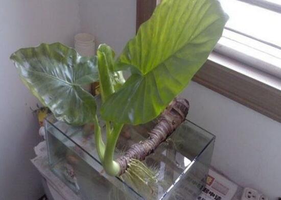 滴水观音烂根处理方法图解,滴水观音烂根了要怎么处理