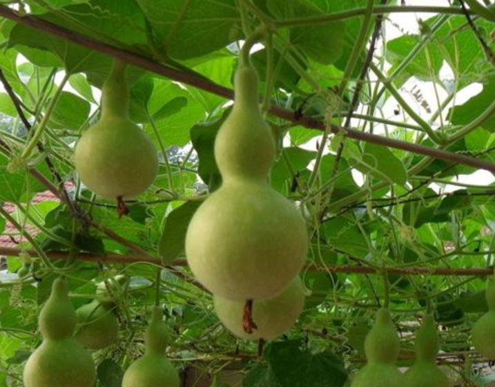 葫芦为什么代表福气,为什么人们喜欢葫芦