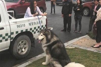 狗狗当警犬是自愿的吗,狗狗当护卫