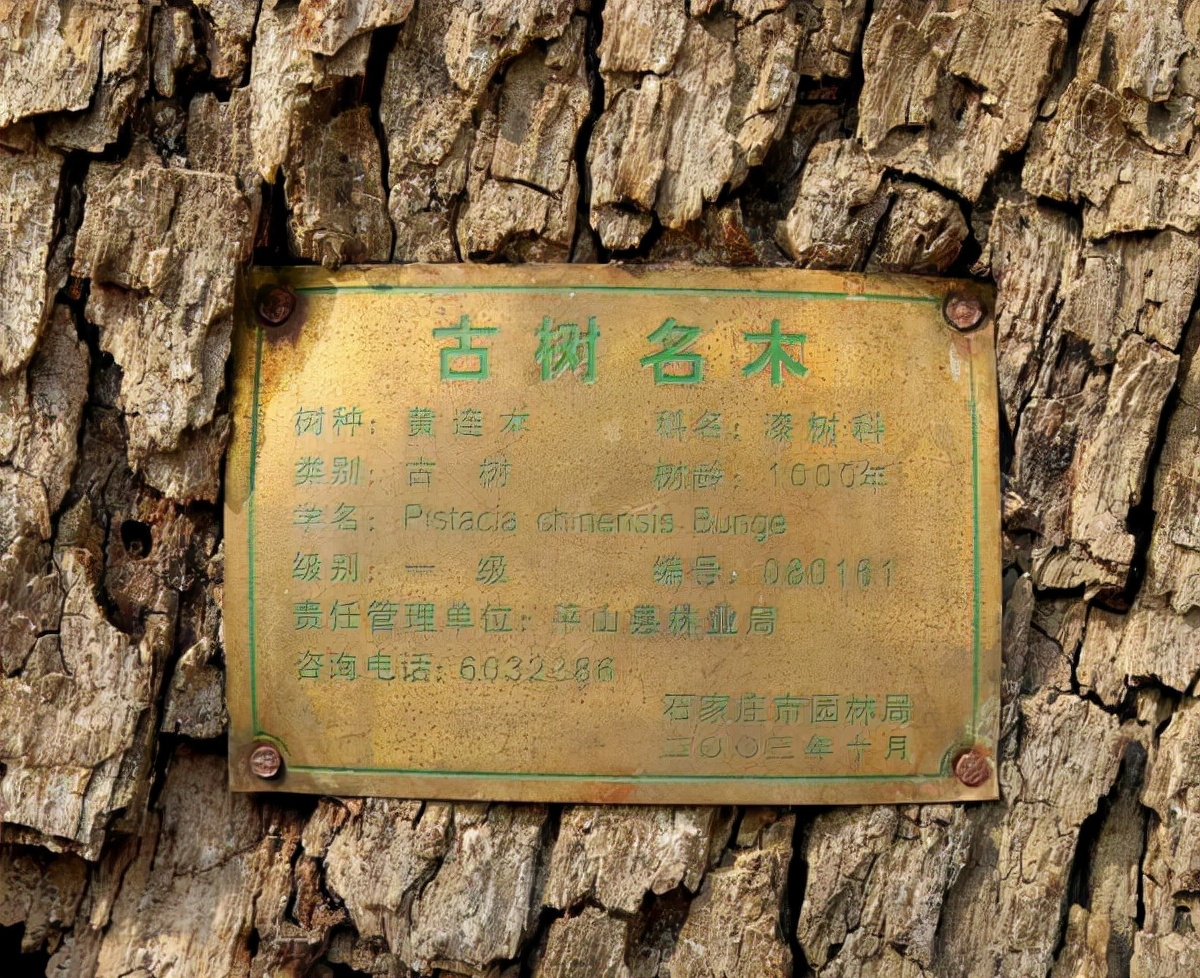 千年黄连木,千年古树黄连木