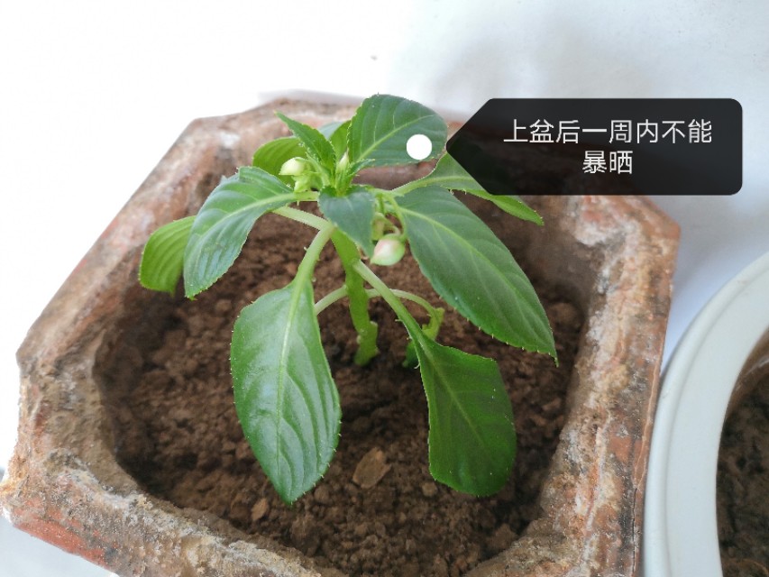 玻璃翠花怎么养殖视频教学,玻璃翠花卉养殖方法及注意事项