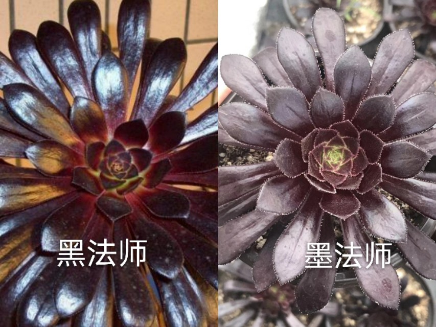 让人脸盲容易混淆的多肉品种10组，这些你都能分得清楚吗？