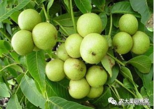 种植新品种果树苗一手货源,各种新品种果树苗木一手货源