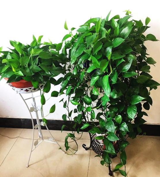 春天绿萝怎么养从以下几点入手,春天家里养绿萝7天喷一次叶面肥
