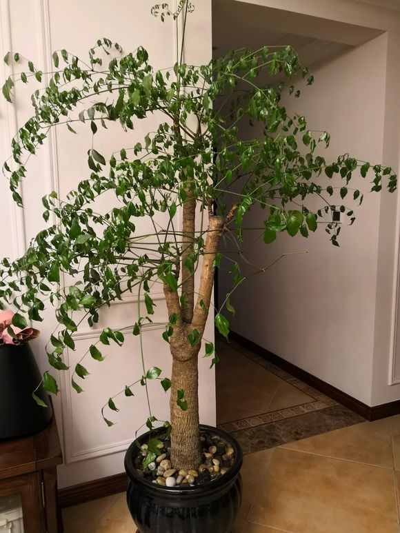 幸福树叶子发黄干枯落叶怎么补救,幸福树叶子发黄怎么养护