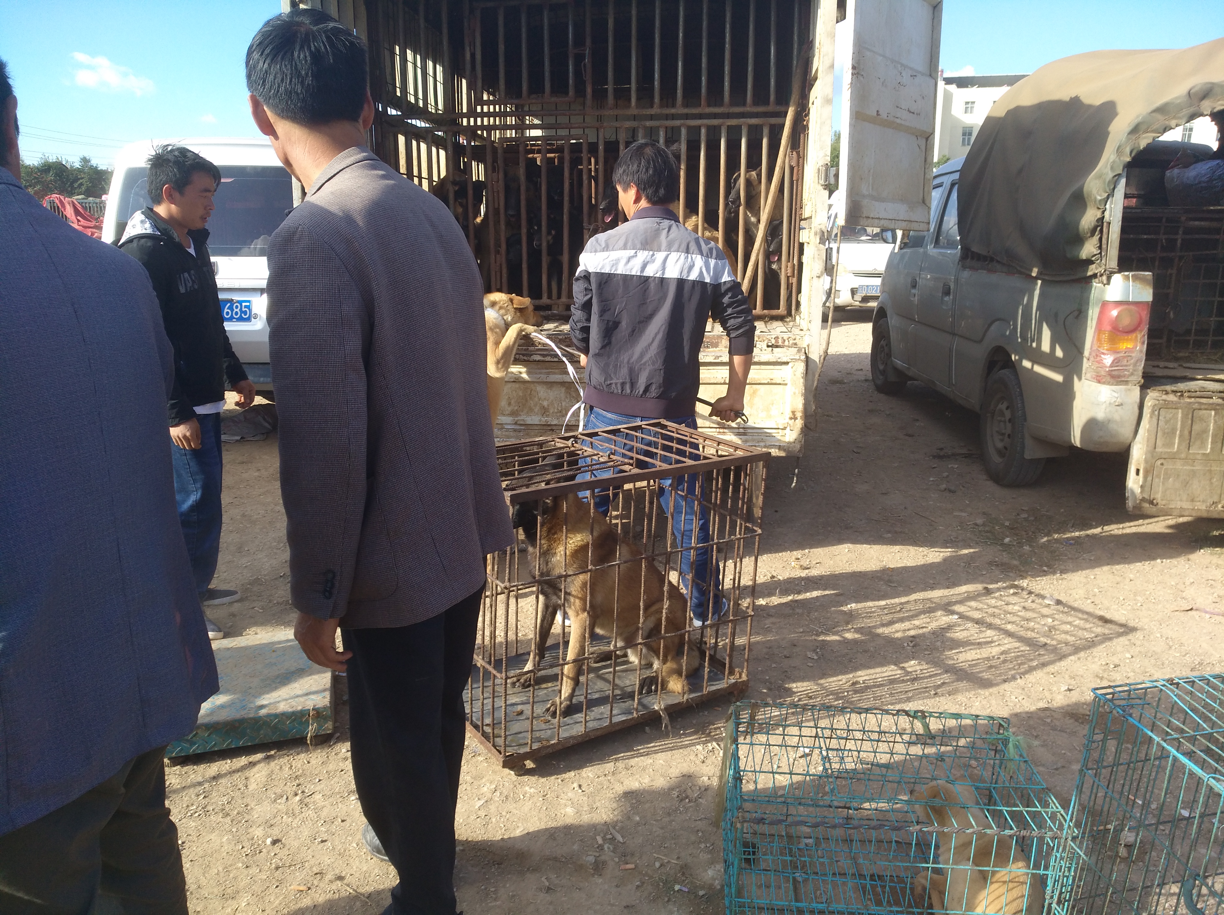 狗市挑便宜又好养的狗狗,哪些的狗便宜又好养