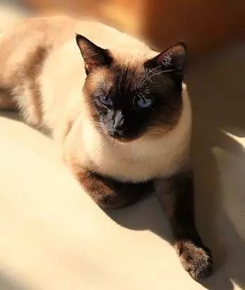 新西兰惊现心机猫，一猫侍二主蹭吃十年