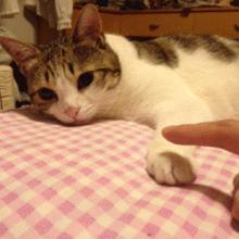 中华田园橘白猫脾气好吗,中华田园白猫配什么猫