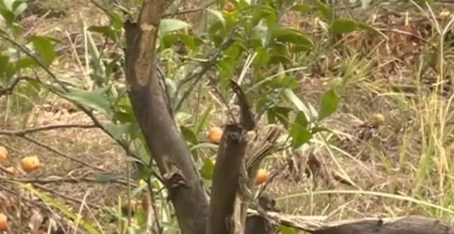 果树被别人砍一棵赔偿案例,广西大量果树被砍