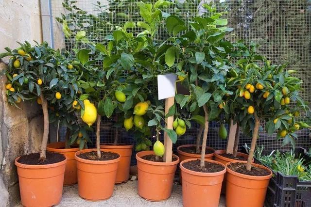 常绿植物盆栽好养,什么盆栽喜阴绿植好养