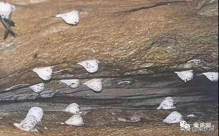 柬埔寨燕窝中国可以进口吗,柬埔寨燕窝能带多少回中国