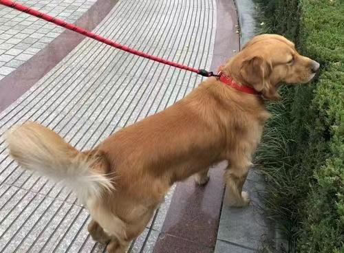 狗狗一直吃剩菜剩饭还能吃狗粮吗,狗狗能吃剩水剩狗粮吗