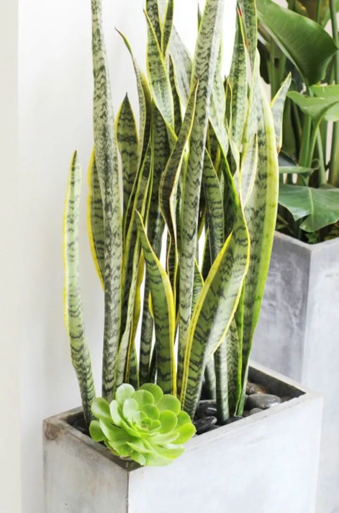 装饰高级感家里绿植推荐,室内装饰花卉及盆景植物