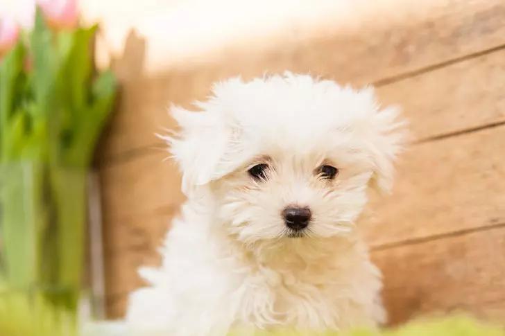 世界上最小最可爱的狗,世界上最可爱最小的狗