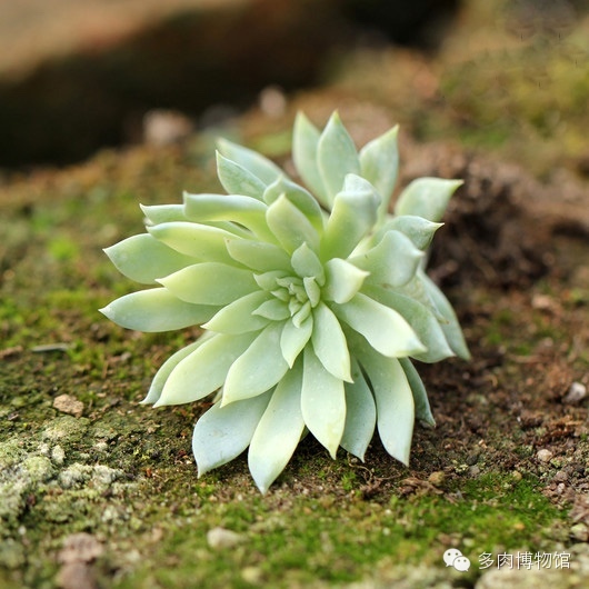 天使之泪多肉老桩,天使之泪多肉状态图