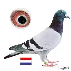 克拉克黄金鸽子,克拉克黄金种鸽图