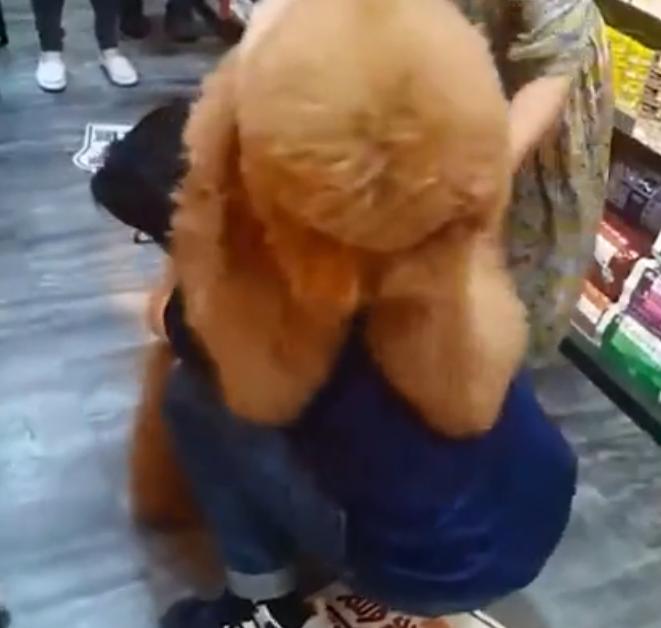 巨型犬抱女主人原视频后续,巨型贵宾犬太粘人天天要抱