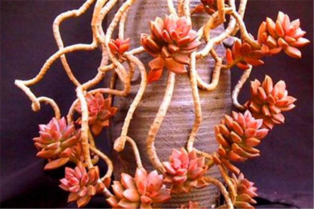 养多肉姬胧月怎么让它快速长大,姬胧月多肉怎么养护