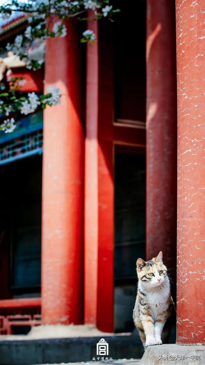 故宫重新开放！这一季错过的春色统统还给你