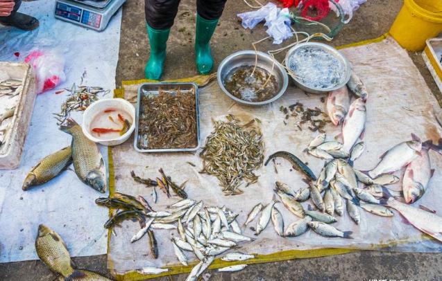 野生刺鳅能吃吗,中华刺鳅能吃吗