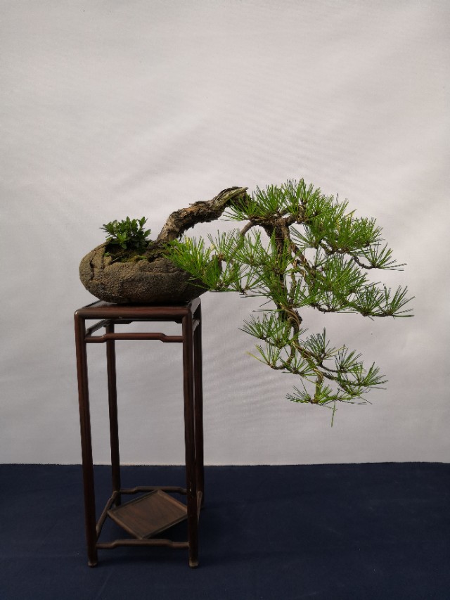 黑松盆景冬天能放到暖气房吗,黑松盆景种家里对风水好不好