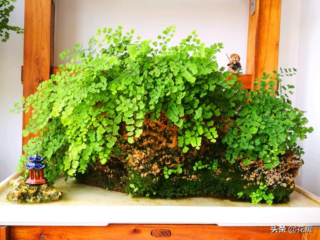 上水石上的铁线蕨为啥不茂密,铁线蕨可以直接种在水里吗