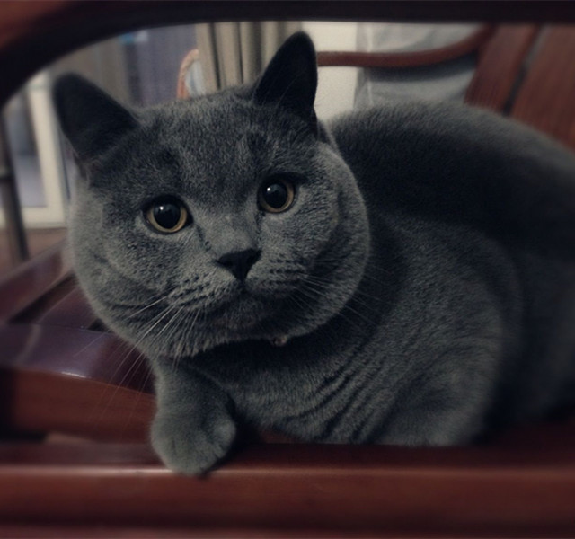 铲屎官怎么分辨自己家的猫,人生中的第一只猫