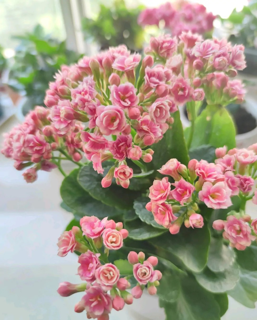 单瓣长寿花品种大全图,长寿花单瓣最好看的品种