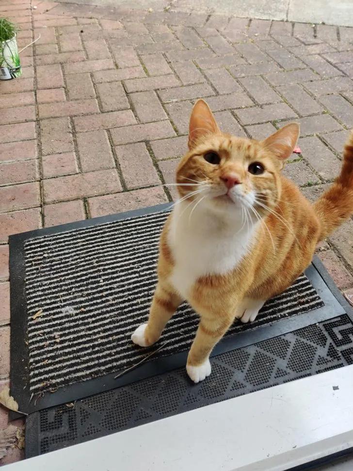 与陌生的猫接触,两只不认识的猫咪相遇会发生什么