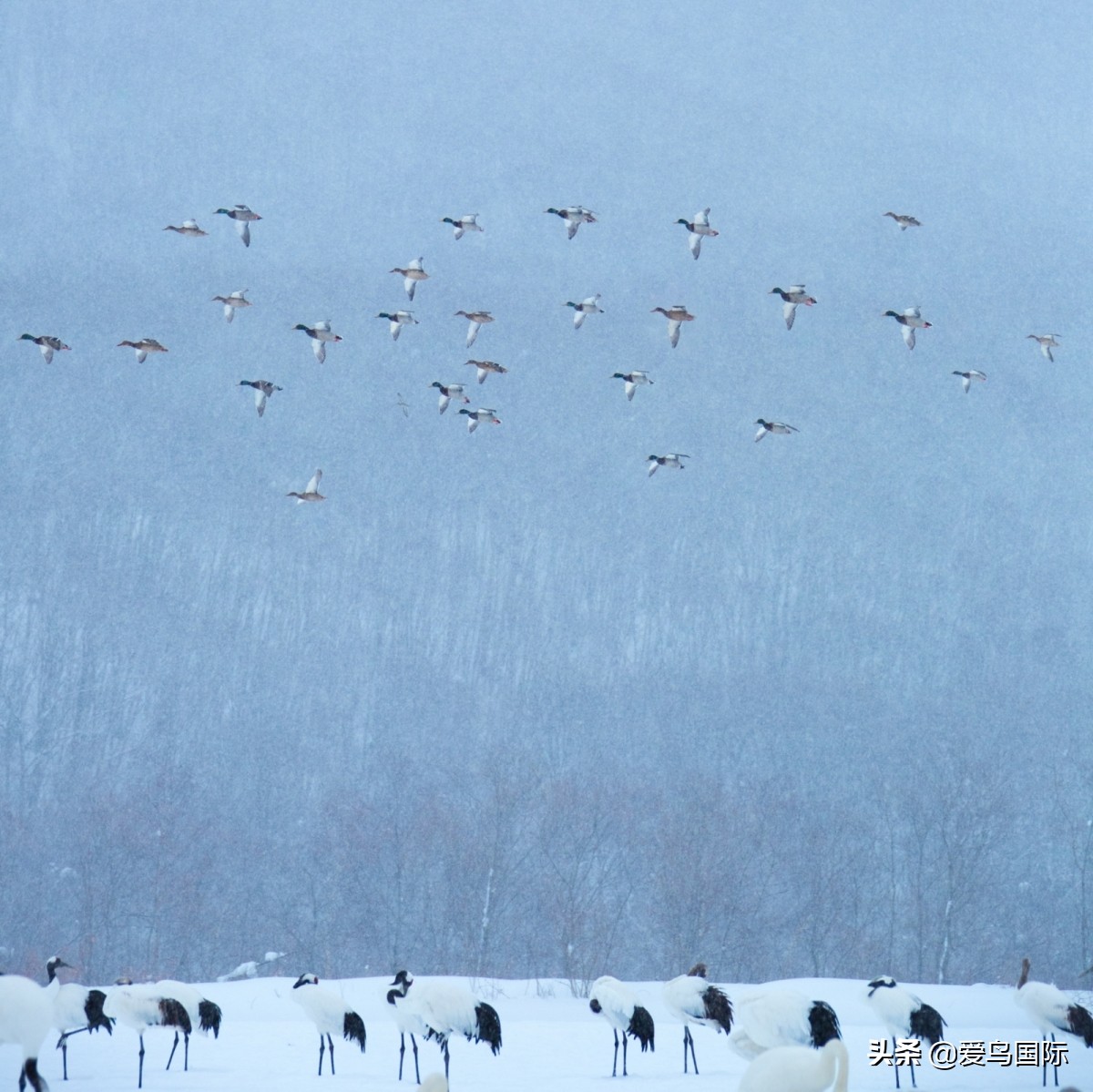 观鸟大年,观鸟大年免费