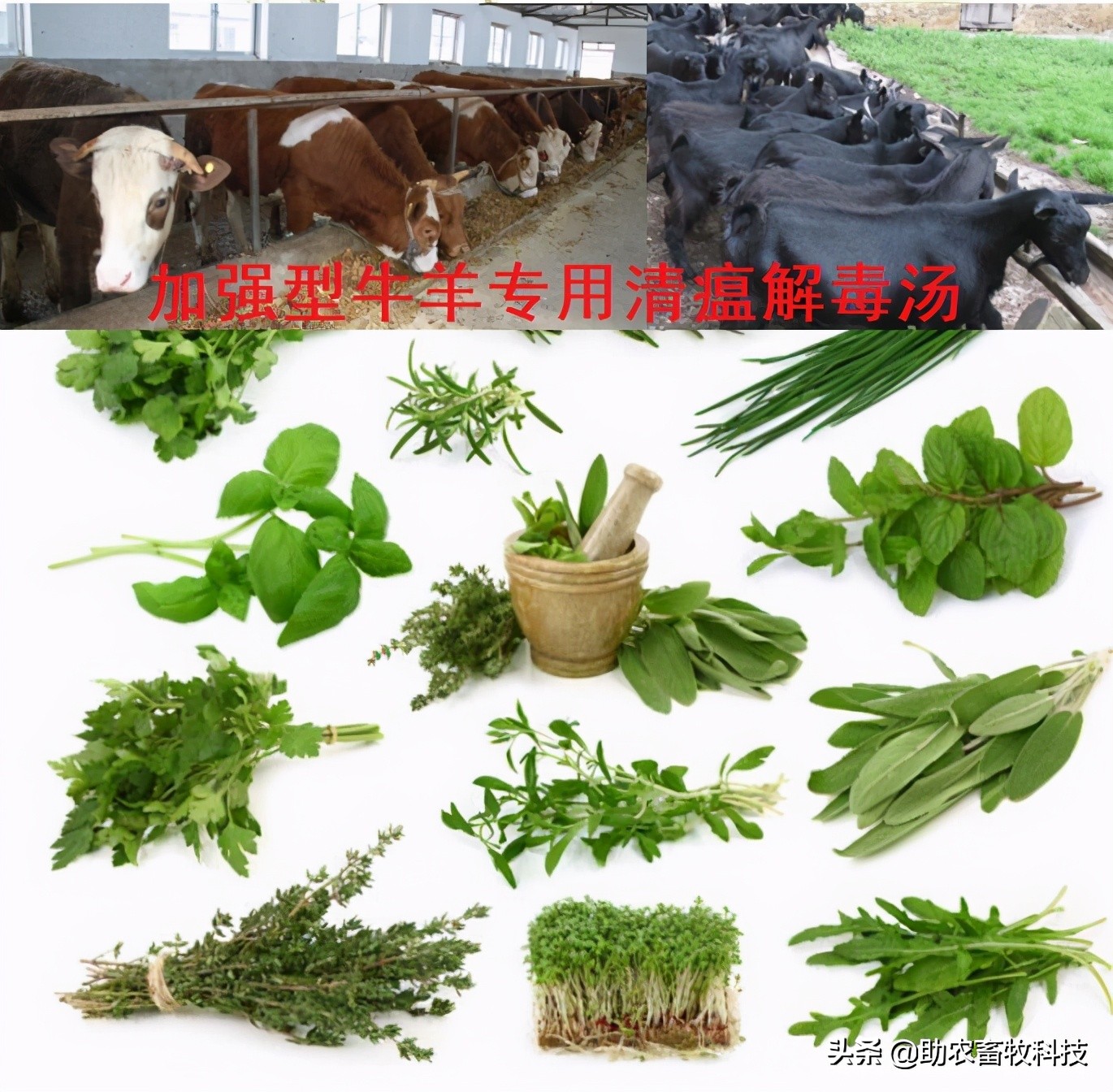 肉牛养殖的中草药配方,肉牛养殖技术和治疗哪个好