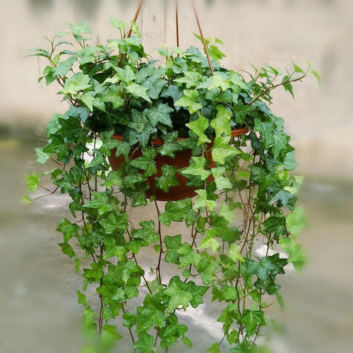 常青藤哪种好养,常青藤到底怎么养