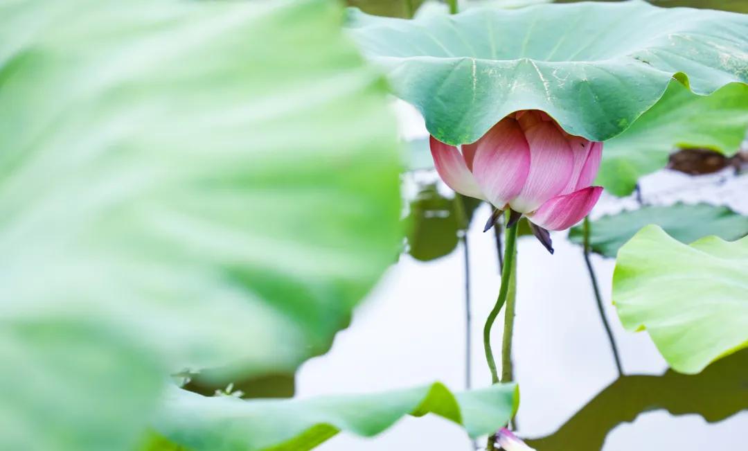 杭州第一波荷花美图大放送！赏荷佳期竟是早上6-8点，哪里最好拍？最新赏荷地图收好
