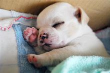 养吉娃娃属于小型犬吗,适合家庭饲养的小型犬吉娃娃