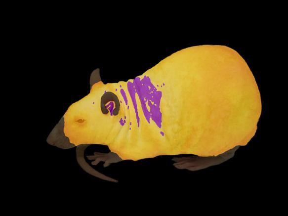 冬天手冷脚冷是体寒吗,冬天脚凉是什么原因怎么解决