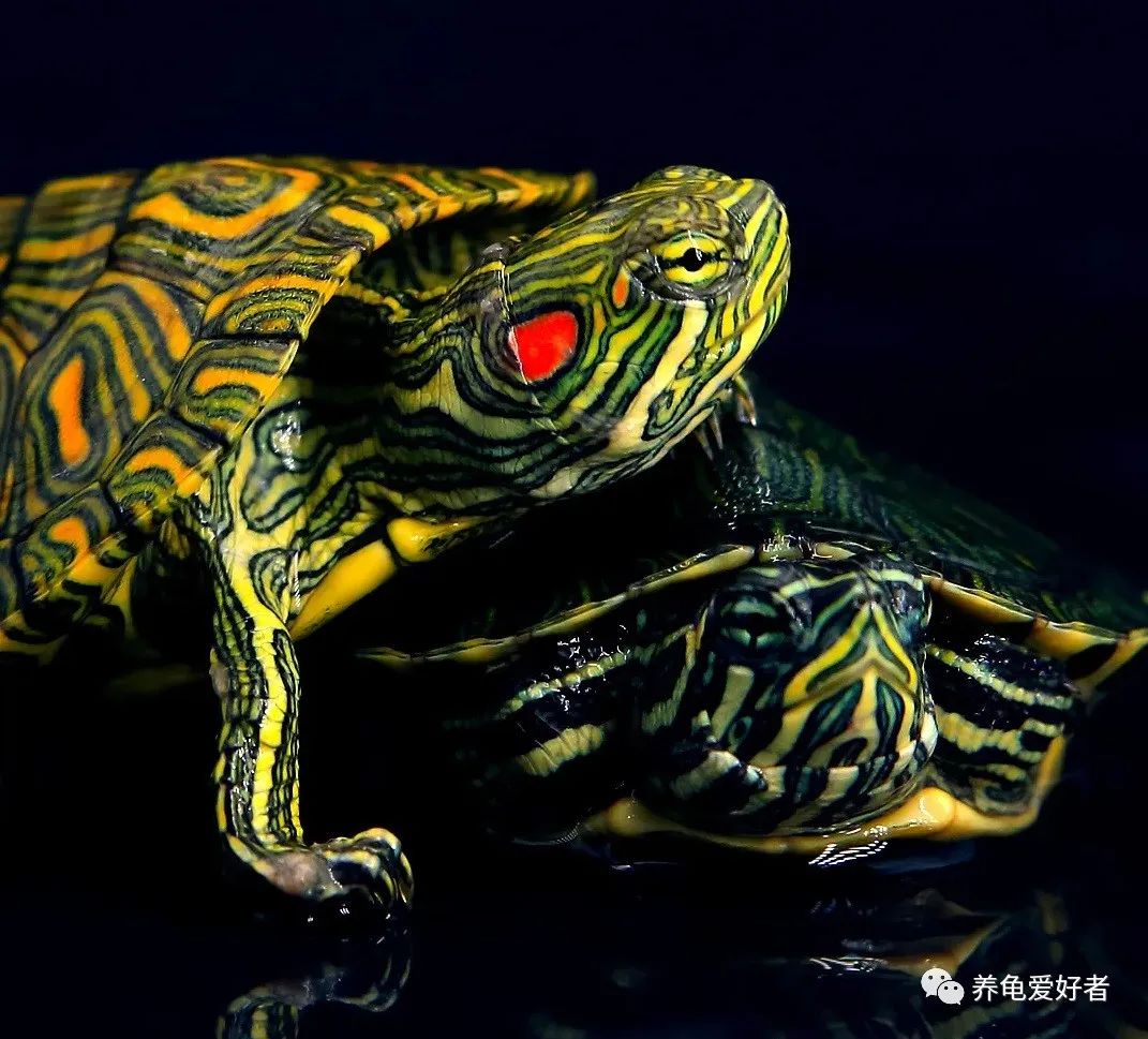 乌龟为什么喜欢打群架,乌龟为什么会打群架