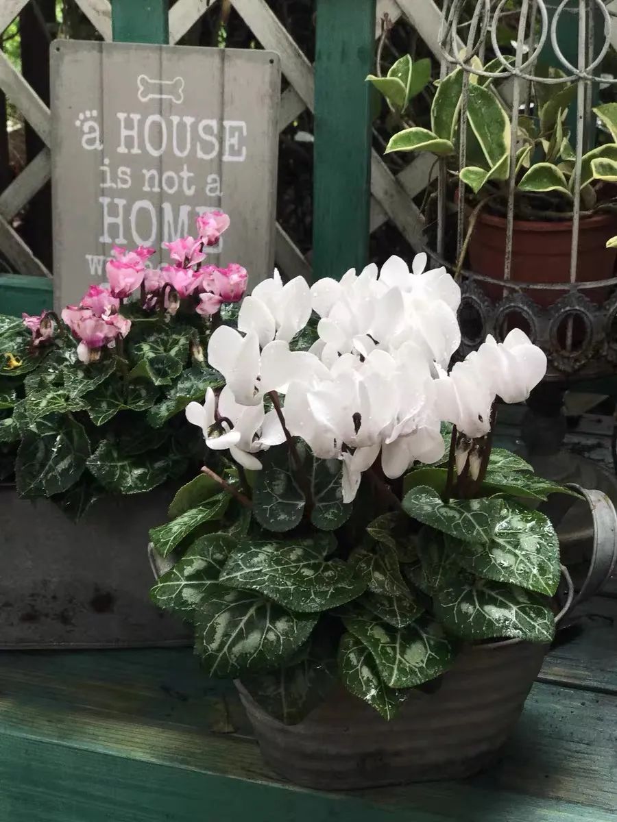 养仙客来注意事项,怎样才能让仙客来叶绿花红