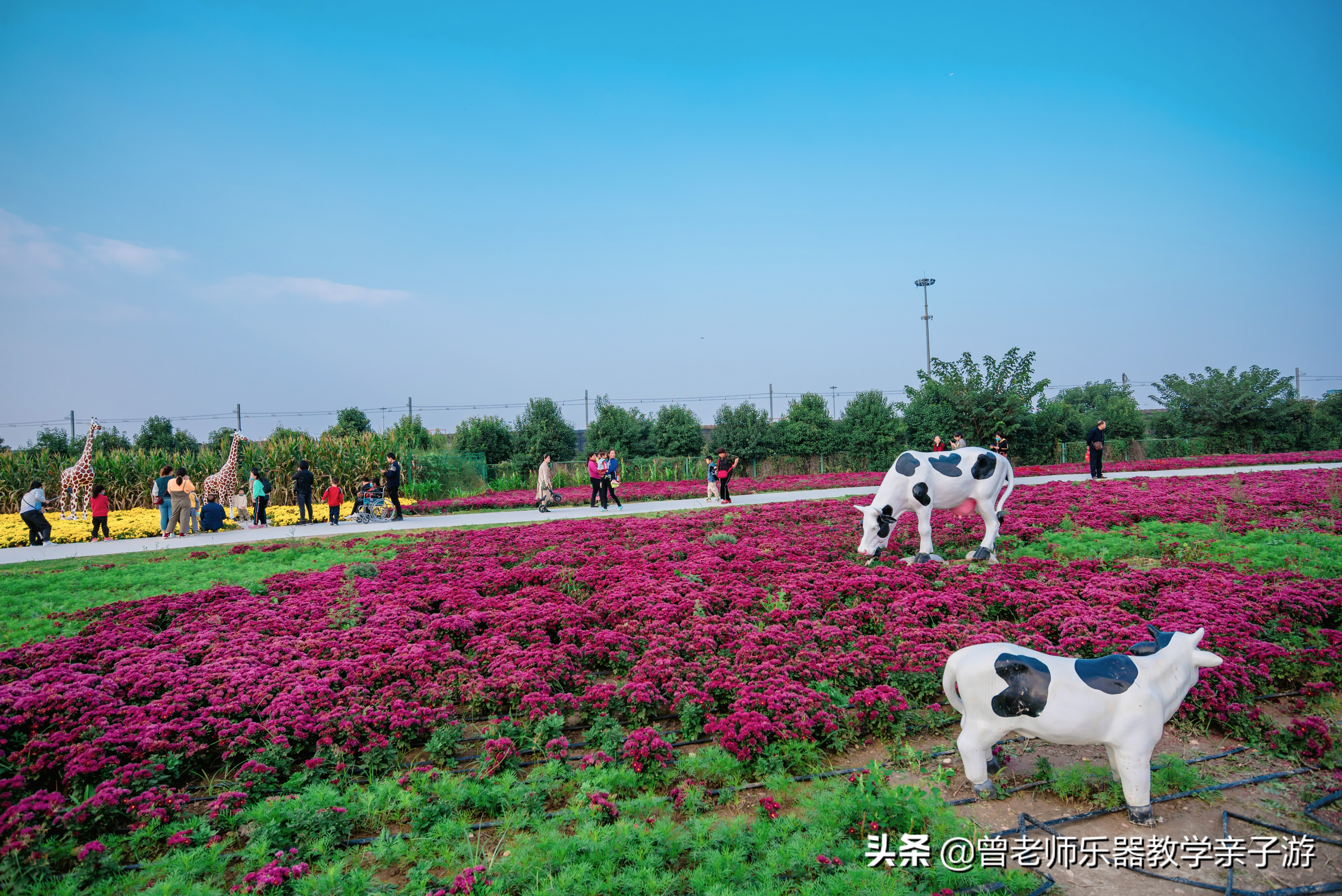爱菊研学游,爱菊丝路文化菊花园西安