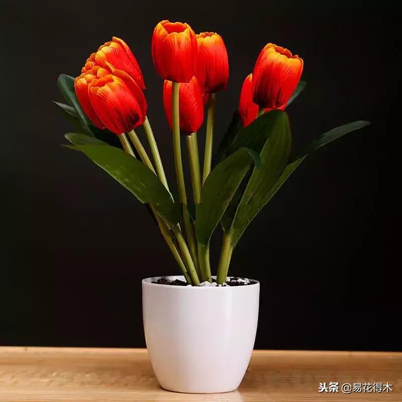 郁金香的种植方法及养护,郁金香养护方法及注意事项