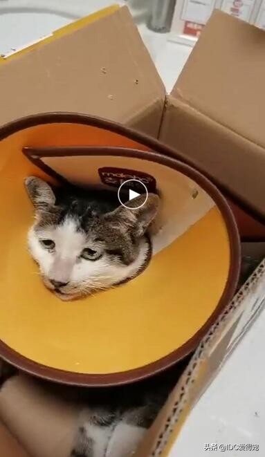 美团外卖员送到缅甸救人,美团外卖骑手救宠物