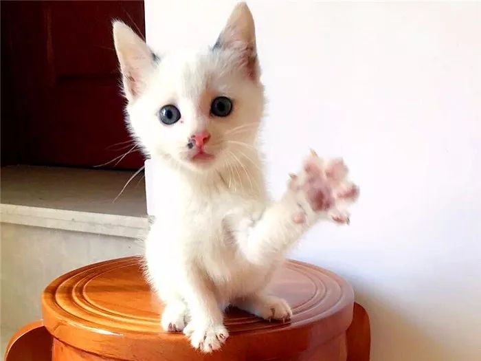猫咪肉垫看性格,怎么从猫咪的肉垫判断猫咪的性格