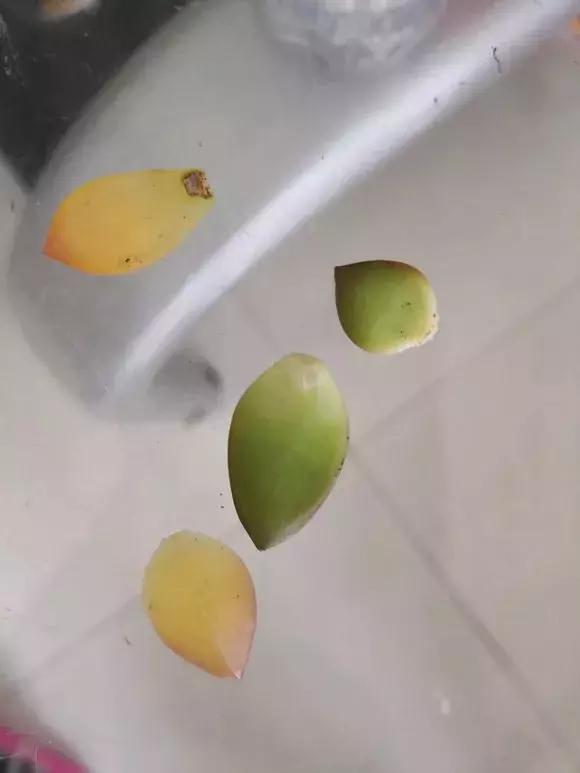 多肉根腐黑没有多菌灵怎么救,养多肉很容易死