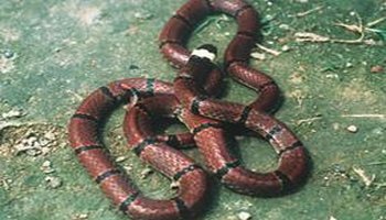 有毒蛇标志,有毒蛇的视频