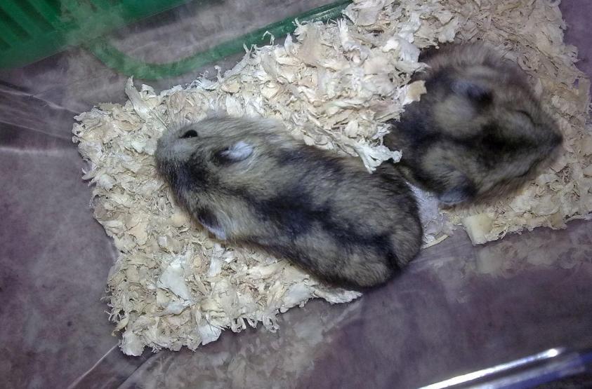 虎毒不食子，为什么仓鼠如此执着于“吃孩子”？原来是有苦衷的