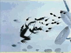 黑猫警长为啥没有第六集,黑猫警长有第六集吗