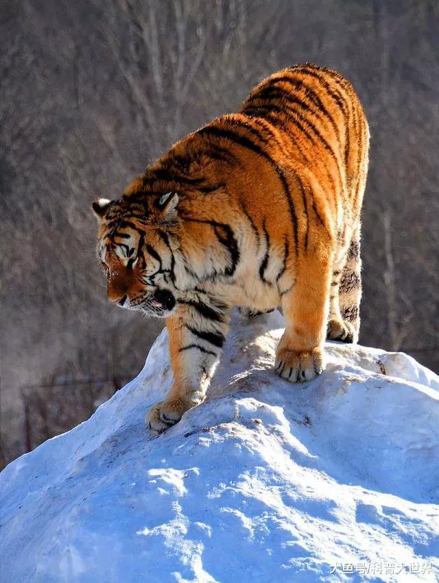 世界上最危险的两种树,世界上最危险的三个森林第三名