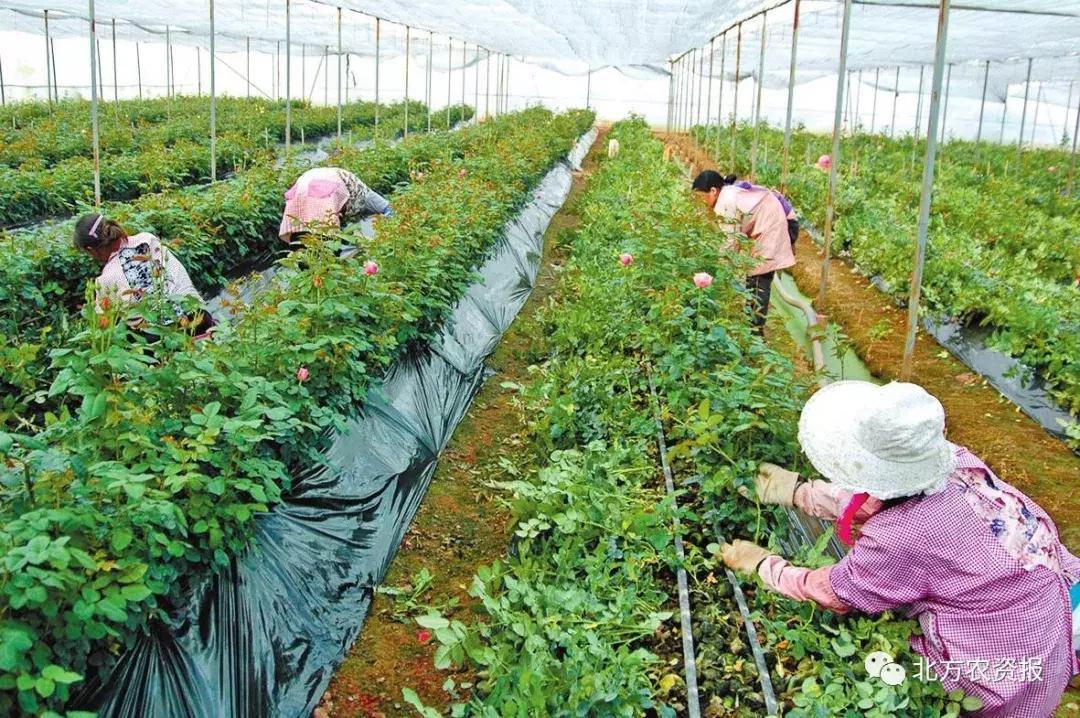 一站式农业平台,农业一站式服务平台