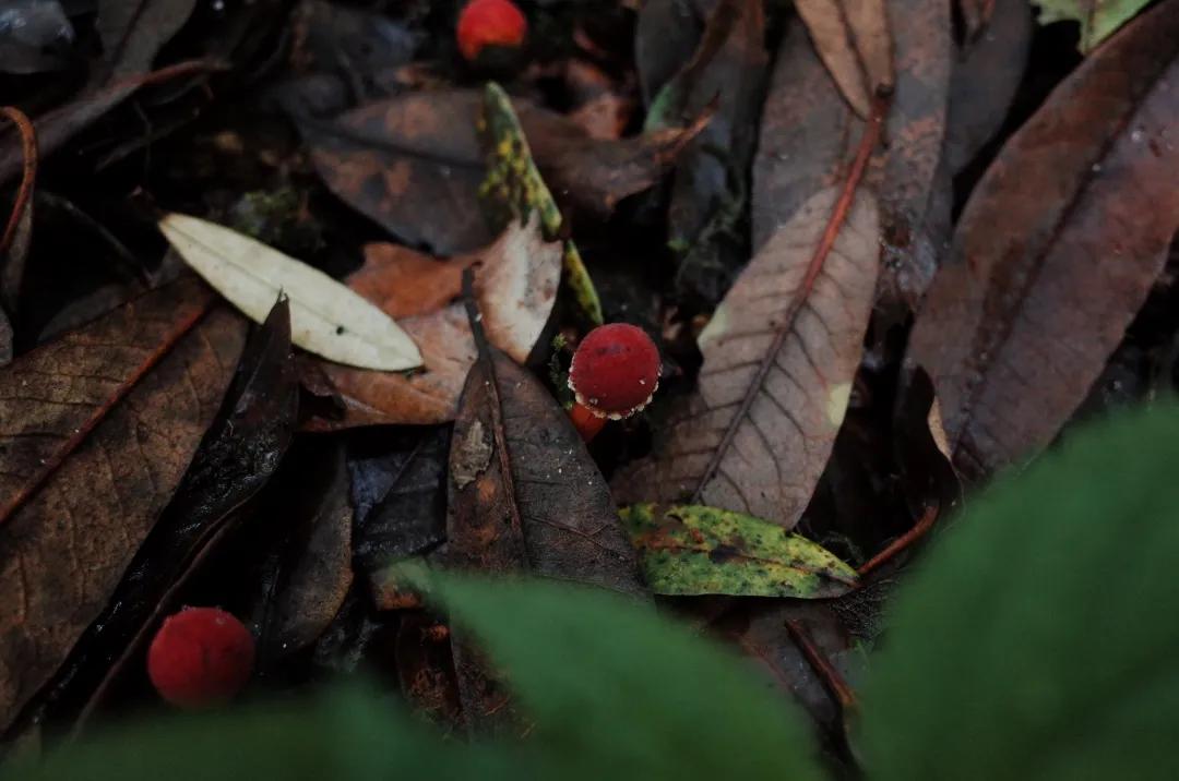 吃毒菇、睡蛇窝，只为挖一堆草，这个重庆博士要做当代神农