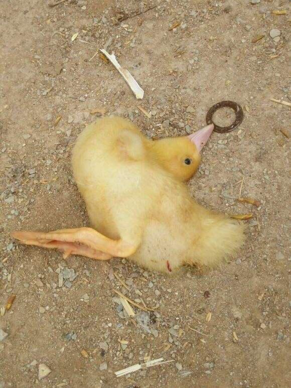 雏鸭肝炎怎么治疗最好,雏鸭病毒性肝炎